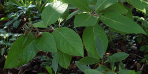 Pinckneya, Feverbark leaves